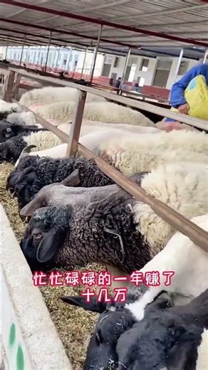 Master Sheep Farming: Essential Tips for Success in Rural Areas