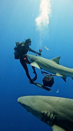 Incoming Shark 🚨… How can you gently handle and redirect such a powerful animal that many perceive as being so dangerous? Every interaction is based on trust that took consistent work and dedication to establish as well as respecting their space, understanding their body language, and responding calmly and with intention to any shifts in their behavior. Sharks can sense fear and aggression, so staying relaxed and confident is key. It’s like communicating without words—building a connection with