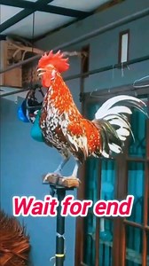 Would unique amazing fancy rooster crowing funny #rooster #bestroostersound #bufforpingtons #RoosterCrowingSound | Wild BIRDS