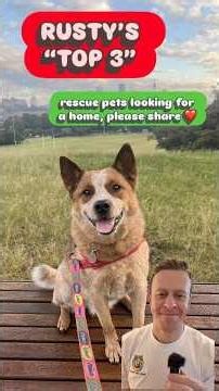 Rusty the Rescue Dog | TOP 3 RESCUE PETS ❤️