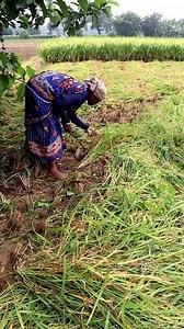 238K views · 1K reactions | How Lodged Paddy Is Harvested? Hi...