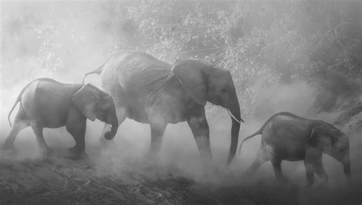 Dramatic Wildlife Photography: Tips for the Dusty Dry Season | Fstoppers