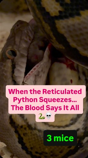 9.3K views · 484 reactions | ‏When the Reticulated Python Squeezes… The Blood Says It All  #pythons #reptiles #python #snakes #ثعابين #reticulatedpython #snake #ballpython #افتراس #زواحف #ballpythons #reptile #pythonregius #ballpythonmorphs #like #royalpython #ballpythonsofig #explore #reptilelover #reptilekeeper #exoticpets #pets #snakebreeder #petsofinstagram #animals #trend #instalike #morphe #ballpythonbreeding #royalpythons | Bassam Ezaya | Facebook