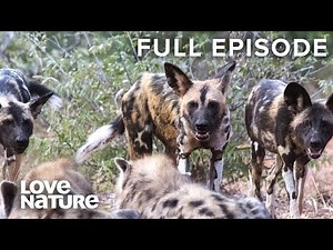 Wild Dogs Battle for Dominance | Wild Dogs 102