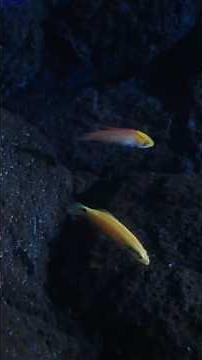 Endemic Fish of Hawaiian Deep Reefs