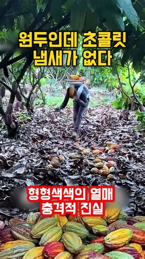 갓 따낸 형형색색의 열매에서 초콜릿 냄새가 단 1%도 안 나는 충격적 진실 | The Real Cocoa Fruit Secret