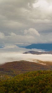 Trees, Forest, Leaves. Free Stock Video