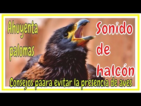 Halcón sonido real ahuyenta paloma / falcon sound singing