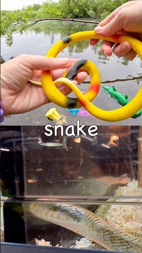 Pond Learning Fun | Animal Names for Kids: Kangaroo Snake Zebra Panda #HolidaysWithYouTube