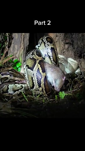 Python hunting rat😱 #wildanimals #python #rat #animals