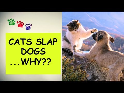 Cats slap Dogs. Why? Because they can!