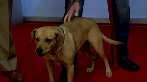 Furry Friends with Maggie, the lab/beagle