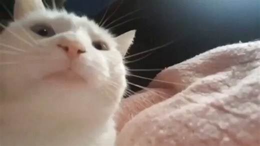 On this day 6 years ago, TikTok user 'micklagi' posted a video of a white cat rhythmically bobbing its head as if to the beat of a song accompanied by EDM track "I Wanna Dance" by Jonas Blue.