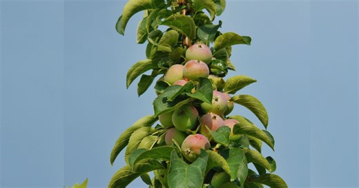 Récoltes records : cet arbre fruitier « colonne » transforme 1 m² de béton en verger luxuriants