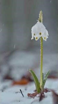 Sonnet — Measure Turns by Beat | Example Poem #poetry #booktok #books #poem #doglove