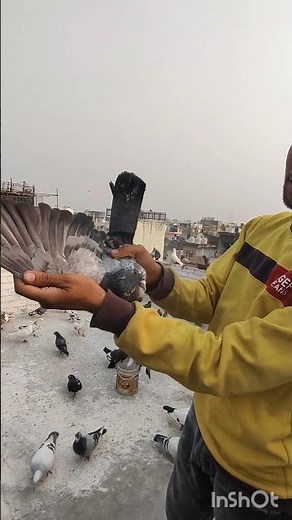 shikar #pigeon #bird #kabootar #pigeonlaver #birdspecies