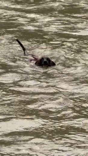 My Dog Loves Swimming in the River More Than I Do! 🐶
