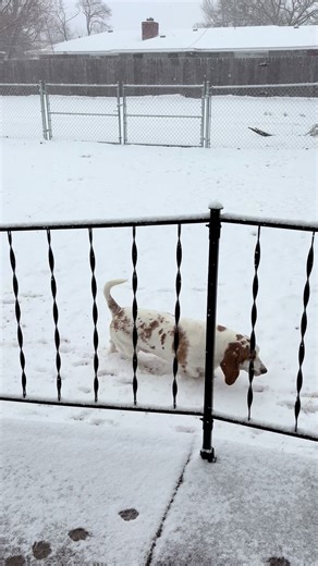 Daisy Mae's Snowy Adventure in Winter Wonderland