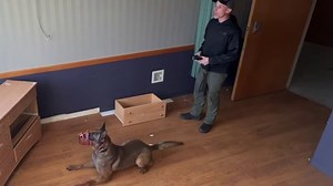 Coweta County K9 hit by car during high-speed chase returns to full duty