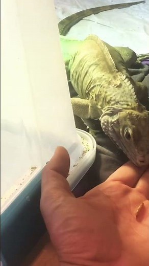 Iguana Bite #reptile #iguana