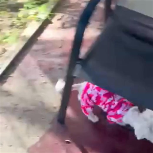 CT Humane Society on Reels