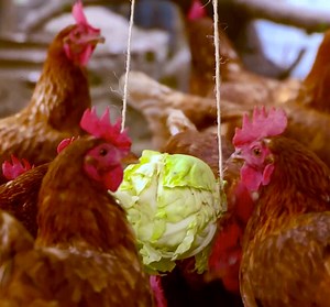 2.1M views · 233 reactions | ASTUCES ET CONSEILS BRILLANTS ET FACILES POUR LA FERME !: | Brico Monsieur | Facebook