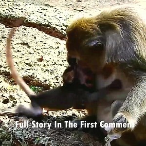 45K views · 484 reactions | Stubborn Baby Monkey Clings to Nursing, Forcing Mother to Teach a Tough but Necessary Survival Lesson | Monkey history 2024 | Facebook
