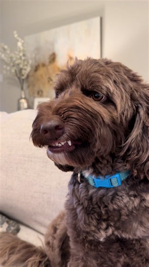 Discover the Joy of Aussiedoodles: The Perfect Family Dog