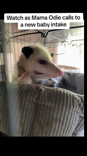 Mama Odie Wildlife Rehab: Baby Opossum Season with Surrogate Mom