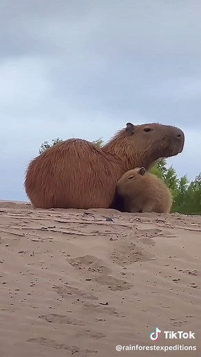 Un Momento Tierno con la Madre Capybara en la Selva Amazónica