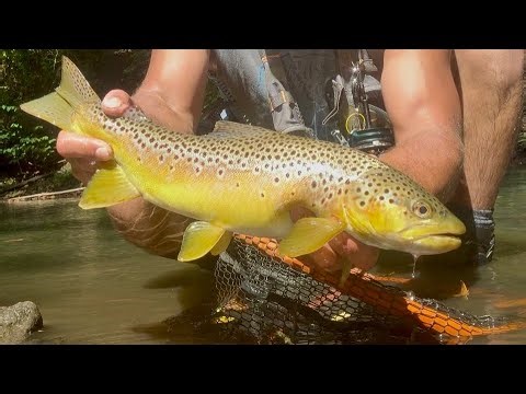 Nymphing/Streamer fishing for wild browns and bows with the Diamondback Generation IV Nymphing rod