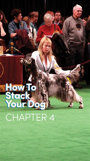 74K views · 1K reactions | "How to Stack Your Dog" Chapter 4: Stacking the Front  Enroll in the full course for FREE here https://www.leadingedgedogshowacademy.com/p/how-to-stack | Leading Edge Dog Show Academy | Facebook