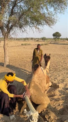 Camel Calf Birth: A Glimpse into Village Wildlife
