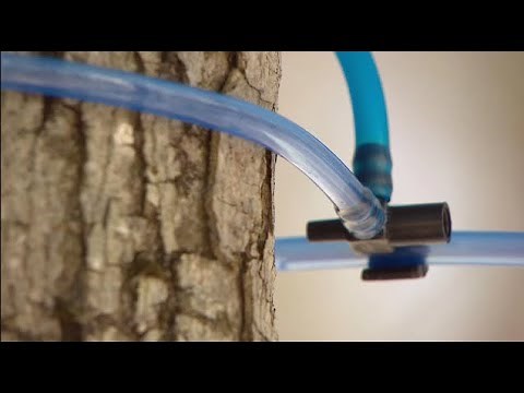 La semaine verte | Les mathématiques au service de l'acériculture