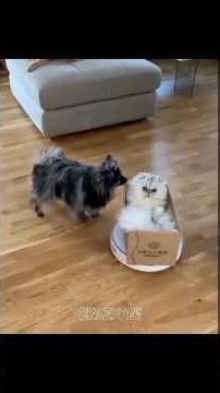 Dogs VS Cats With Robot vacuum #youtubeshort #fypシ゚viral