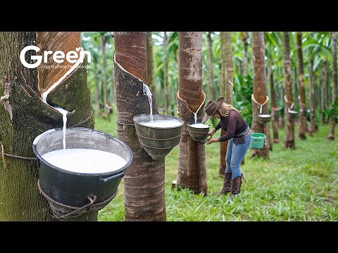 Rubber Tree - How to Rubber Tree Latex Harvested & Processed | Agriculture Technology