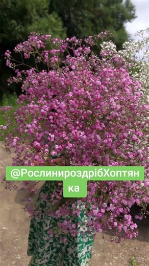 Посилання на групу у шапці профілю ❤️ #квітидлясаду #квіти #садівництво #теплиця #рослини