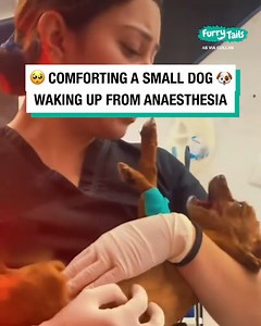 784K views · 10K reactions | How to support a dog right after it wakes up from surgery 凉 | LADbible Australia | Facebook