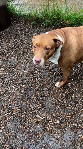 40K views · 1K reactions | Marzipan is lost. She’s not supposed to be at the shelter, but she doesn’t know where she’s supposes to be. So many dogs lose their way and the only path is forward. Show Marzipan there’s a place for her. A home. | Huntington Cabell Wayne Animal Shelter | Facebook