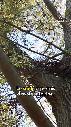 L'écorce de saule blanc (Salix alba L.) est traditionnellement utilisé pour ses propriétés fébrifuges, antalgiques et anti-inflammatoires 😉 Attention aux contres indications, qui sont les mêmes que l'aspirine ! Plus d'informations sur lechemindelanature.com #saule #plantesmedicinales #nature #cueillettesauvage #paris | Le Chemin de la Nature