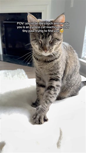 oh nothing, just my eyeless cat reaching out for me and my love😭 #blindcat #cats #catlover #catmom #cutecat #catvideos #catsoffacebook #catstagram | Eyeless Cat Mom