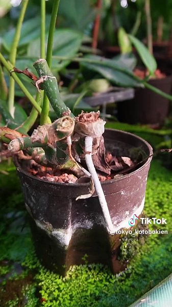 モンステラの剪定と植え替え：巨大化を防ぐ正しい対処法