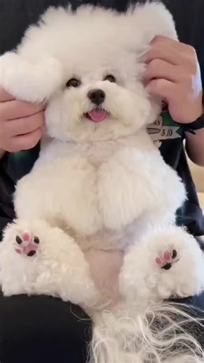 Videoclipuri postate de 🔵🟢🔴𝐂𝐑𝐈𝐒𝐓𝐈𝐀𝐍🔵🟢🟠 (@animal_planet_today) cu sunet original - 🔵🟢🔴𝐂𝐑𝐈𝐒𝐓𝐈𝐀𝐍🔵🟢🟠