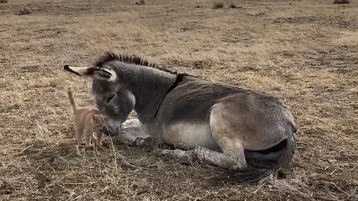 Cat and donkey are best friends