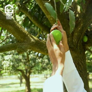 তীব্র গরমে এবার আম একটু আগেভাগেই বুঝি পেকে টুপ করে মাটিতে পড়ার অপেক্ষায় আছে! আমরাও আছি সেভাবেই প্রস্তুত, আপনাদের প্রয়োজন যতোখানি ঠিক ততোটুকু ফ্রেশ পাকা আম বাগান থেকে সরাসরি আপনাদের হাতে পৌঁছে দিতে। তাই দেরি না করে এখনি প্রি-অর্ডার করুন। 👉 https://ghorerbazar.com/collections/mango | Ghorerbazar