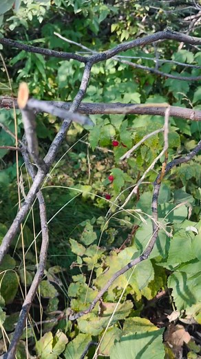 19 reactions · 12 comments | Wild red raspberry♥️ #WildRedRaspberry #SprayLake #KananaskisCountry #ExploreAlberta #HiddenGemsOfNature #NaturePerfection #WildernessVibes #BerryBeautiful #WildAndSweet #TasteOfNature #TravelAlberta #ExploreCanada #NatureLovers #AdventureAwaits #CanadianRockies #NaturePhotography #ForageAndFind #WildBeauty #FreshFromTheWild #WanderCanada #SprayLakesReservoir #KananaskisAdventures #MountainMagic #NatureObsessed #WildAndFree #BerrySeason | Gling | Facebook