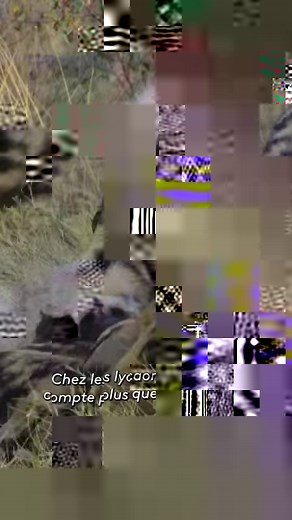 97K views · 2K reactions | Ces bébés lycaons sortent de leur tanière pour la première fois. Découvrez la vie de ces merveilleux animaux dans le documentaire "L'Okavango, source de vie" sur notre plateforme  bit.ly/FTV-LOKAVANGO2603 | France tv nature | Facebook