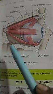 Extrinsic Muscles of the eye ball # Eye anatomy #mbbs #medical #like