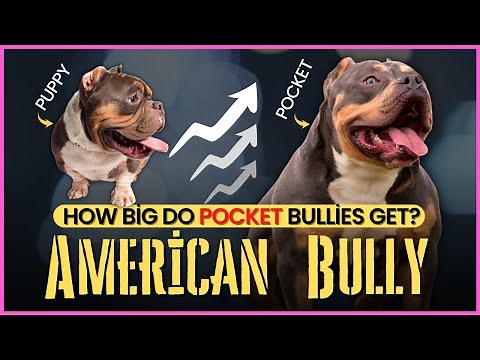 How Big Do Pocket Bullies Get?