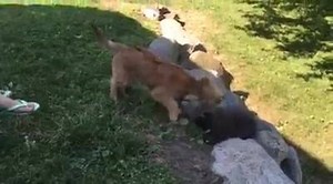 Our Coon and dog wrestling while grilling. We have a strange hobby farm. #hobbyfarm | Ted Yoder
